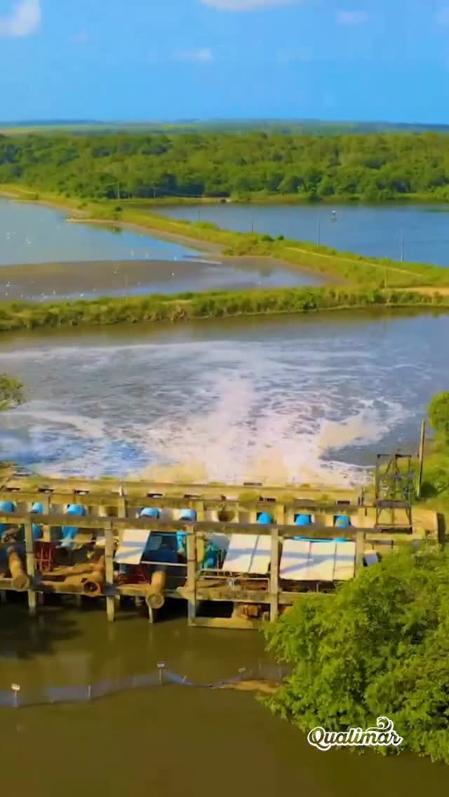 O Camarão Qualimar é produzido em 21 fazendas dedicadas à carcinicultura, localizadas no Nordeste brasileiro.

Em 2.340 hectares de viveiros, alcançamos uma produção anual superior a 7 mil toneladas de camarão, com padrão internacional de qualidade.

Um processo que une tradição, tecnologia, sustentabilidade e controle absoluto para garantir frescor, sabor e excelência em cada detalhe.

Por isso, é o camarão que conquistou os paladares mais exigentes de norte a sul do país e se tornou, com orgulho, o Camarão do Brasil.